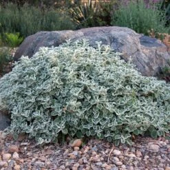Silver Edged Horehound (Marrubium) 12 Silver Edged Horehound (Marrubium) -Garden Wonders marrubium rotundifolium david winger1 plant select cropped