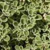 Silver Edged Horehound (Marrubium) -Garden Wonders marrubium rotundifolium plant select cropped