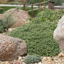 Silver Edged Horehound (Marrubium) 13 Silver Edged Horehound (Marrubium) -Garden Wonders marrubium rotundifolium plant select cropped