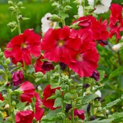 Mars Magic Single Hollyhock -Garden Wonders mars magic single hollyhock alcea rosea walters garden flowers
