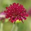 Mars Midget Pincushion Flower 2 Mars Midget Pincushion Flower -Garden Wonders mars midget pincushion flower knautia macedonica