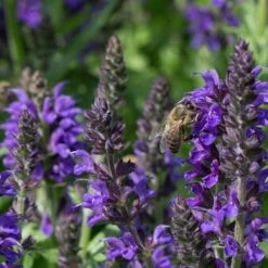 May Night Salvia -Garden Wonders may night savlia bee