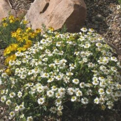 Blackfoot Daisy (Melampodium) -Garden Wonders melampodium leucanthemum 82609 2 1 1