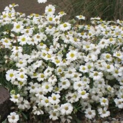Blackfoot Daisy (Melampodium) -Garden Wonders melampodium leucanthemum 82609 1