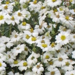 Blackfoot Daisy (Melampodium) -Garden Wonders melampodium leucanthemum close up 1
