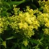 Little Lemon Goldenrod (Solidago) -Garden Wonders mike davy solidago little lemon goldenrod 1 1