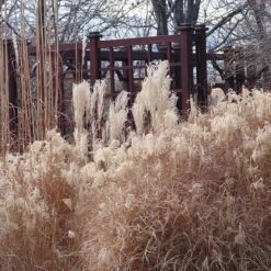 Gracillimus Miscanthus Grass -Garden Wonders miscanthus ornamental grass winter