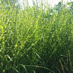 Gold Breeze Miscanthus Grass -Garden Wonders miscanthus gold breeze 2 cropped