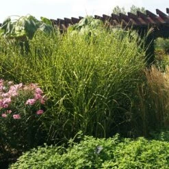 Gold Breeze Miscanthus Grass -Garden Wonders miscanthus gold breeze 3 cropped