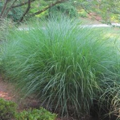 Gracillimus Miscanthus Grass -Garden Wonders miscanthus gracillimus hni 02 cropped