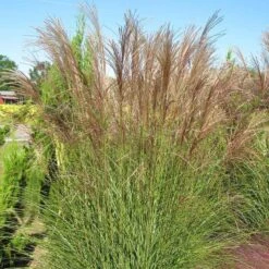 Gracillimus Miscanthus Grass -Garden Wonders miscanthus gracillimus hni 03 cropped