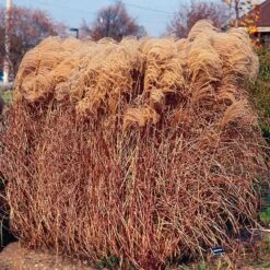 Gracillimus Miscanthus Grass -Garden Wonders miscanthus gracillimus walters gardens cropped