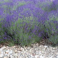 Mitcham Gray English Lavender 7 Mitcham Gray English Lavender -Garden Wonders mitcham gray english lavender 1