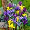 Dwarf Specie Iris Mix (Mini Iris) -Garden Wonders mixed specie iris visi09644