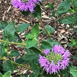 Russian River Coyote Mint (Monardella) -Garden Wonders mmonardella villosa russian river david cropped
