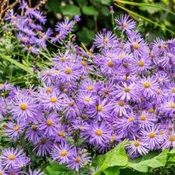 Monch Frikart's Aster 7 Monch Frikart's Aster -Garden Wonders monch frikart s aster garden purple flowers