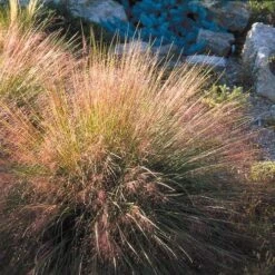 Undaunted® Ruby Muhly Grass -Garden Wonders muhlenbergia reverchon 71138 1 web 4