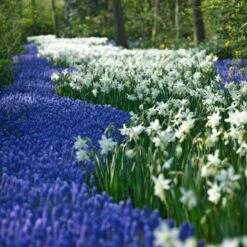 Thalia Daffodil -Garden Wonders narcissus thalia muscari armen 2