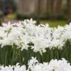 Thalia Daffodil -Garden Wonders narcissus thalia with hyacinth
