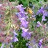Select Blue Nepeta 2 Select Blue Nepeta -Garden Wonders nepeta faassenii select blue customer photo cropped 19