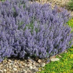 Select Blue Nepeta 7 Select Blue Nepeta -Garden Wonders nepeta faassenii select blue delosperma nubiginum