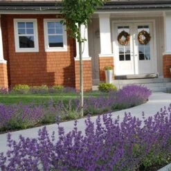 Little Trudy® Nepeta 7 Little Trudy® Nepeta -Garden Wonders nepeta little trudy catmint must credit plant select 1