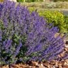 Walker's Deep Blue Nepeta -Garden Wonders nepeta walkers dark blue 4 cc cropped 1