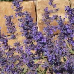 Walker's Deep Blue Nepeta 9 Walker's Deep Blue Nepeta -Garden Wonders nepeta walkers dark blue close up of flwr cropped