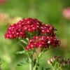 New Vintage™ Red Yarrow -Garden Wonders new vintage red yarrow achillea