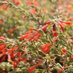 Garden Wonders -Garden Wonders orange carpet creeping hummingbird trumpet zauschneria close up 1