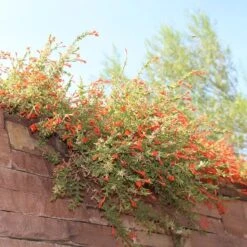 Orange Carpet® Creeping Hummingbird Trumpet (Zauschneria) -Garden Wonders orange carpet creeping hummingbird trumpet zauschneria hanging garden flowers