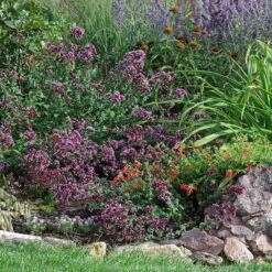 Rotkugel Ornamental Oregano -Garden Wonders origanum rotkugel web