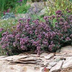 Rotkugel Ornamental Oregano -Garden Wonders origanum rotkugel 1 cropped web