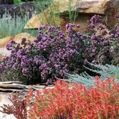 Rotkugel Ornamental Oregano -Garden Wonders origanum rotkugel 3 cropped web