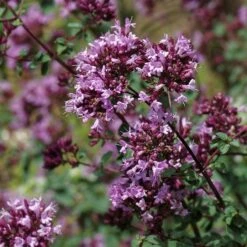 Rotkugel Ornamental Oregano -Garden Wonders origanum rotkugel close up cropped