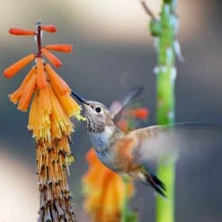 Dwarf Red Hot Poker -Garden Wonders pam koch hummingbird and kniphofia az