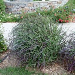 Ruby Ribbons® Prairie Switchgrass -Garden Wonders panicum virgatum ruby ribbons switchgrass 6 1
