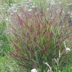 Shenandoah Switch Grass -Garden Wonders panicum shenandoah hni 01 cropped