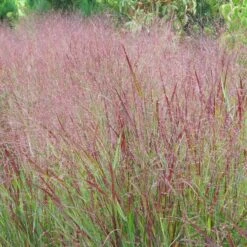 Shenandoah Switch Grass -Garden Wonders panicum shenandoah hni 1 cropped