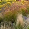 Ruby Ribbons® Prairie Switchgrass -Garden Wonders panicum virgatum ruby ribbons