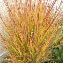 Ruby Ribbons® Prairie Switchgrass -Garden Wonders panicum virgatum ruby ribbons 2 1