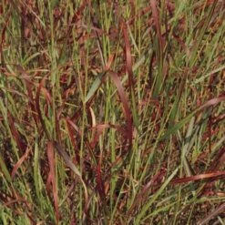 Shenandoah Switch Grass -Garden Wonders panicum virgatum shenandoah 74540 web 2 1