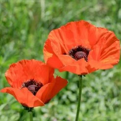 Brilliant Oriental Poppy -Garden Wonders papaver orientale brilliant oriental poppy