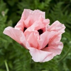 Coral Reef Oriental Poppy 5 Coral Reef Oriental Poppy -Garden Wonders papaver orientale coral reef