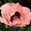 Princess Louise Oriental Poppy 1 Princess Louise Oriental Poppy -Garden Wonders papaver orientale princess louise oriental poppy