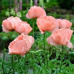 Princess Louise Oriental Poppy 9 Princess Louise Oriental Poppy -Garden Wonders papaver orientale princess louise oriental poppy 2