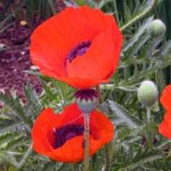 Brilliant Oriental Poppy -Garden Wonders papaver brilliant andrea ogden 3 1 1