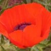 Brilliant Oriental Poppy -Garden Wonders papaver brilliant andrea ogden web 1 1