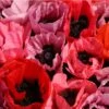 Fruit Punch Oriental Poppy -Garden Wonders papaver fruit punch oriental poppy 1