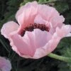 Coral Reef Oriental Poppy -Garden Wonders papaver orientale coral reef